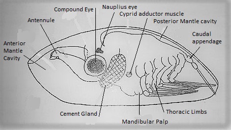 figure image